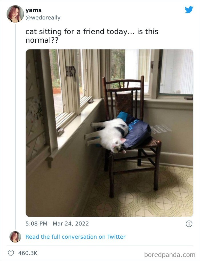 "Opiekuję się kotem przyjaciółki... czy to normalne?"