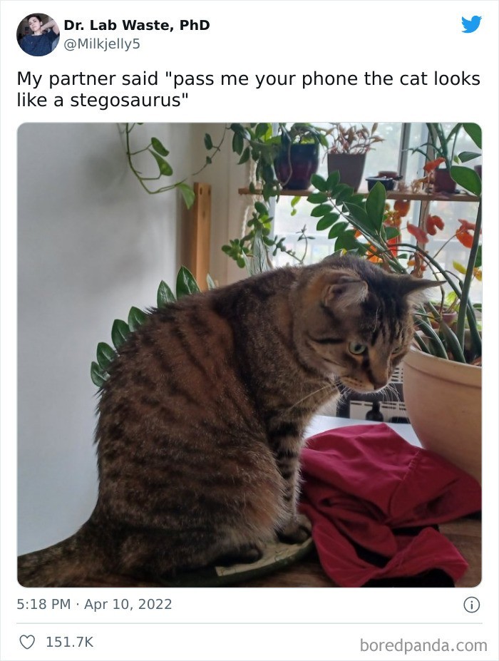 "Mój partner powiedział 'podaj mi twój telefon, bo kot wygląda jak stegozaur'."