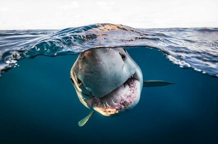 Zdjęcie, które wygrało tegoroczną edycję konkursu British Underwater Photographer Of The Year