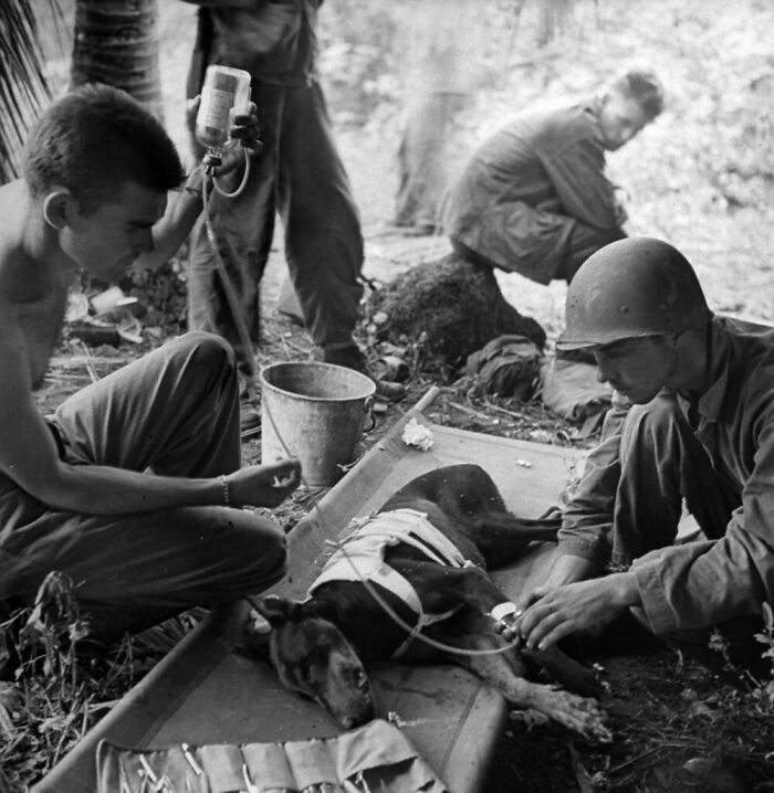 11. Amerykańscy żołnierze opiekujący się rannym psem, 1944