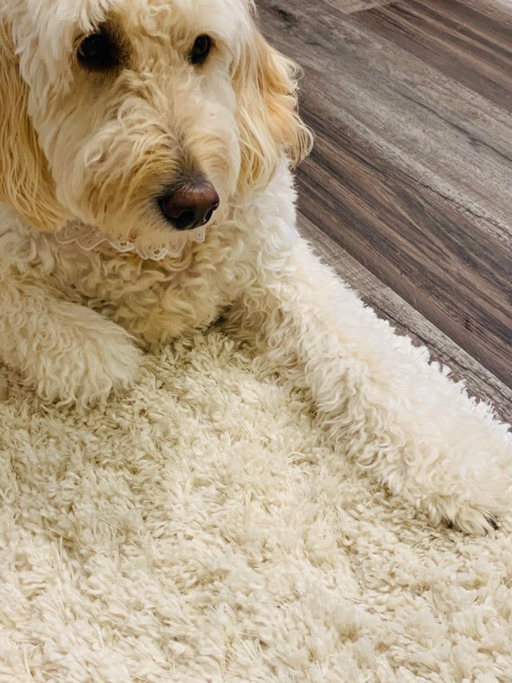 "Gdy pies i dywanik wyglądają jak od kompletu"