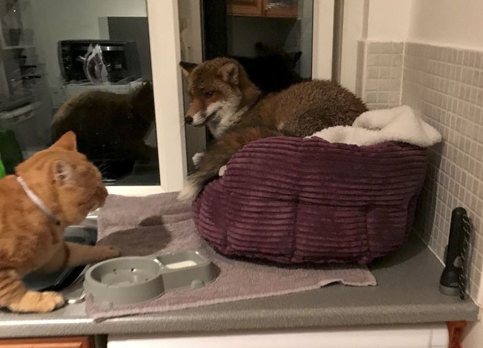 6. Kobieta znalazła lisa śpiącego na posłaniu jej kota.