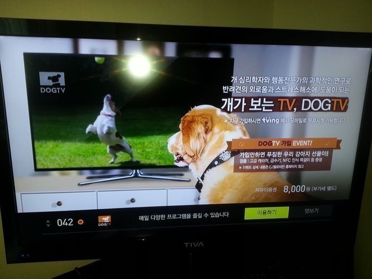 11. Jeden z kanałów telewizyjnych jest przeznaczony specjalnie dla psów.