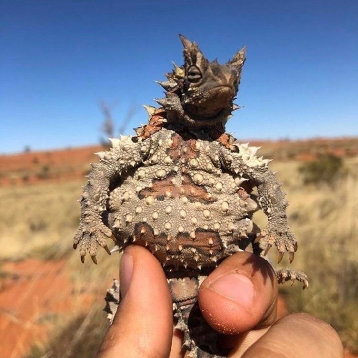 Moloch straszliwy - gatunek jaszczurki zamieszkujący australijskie pustynie