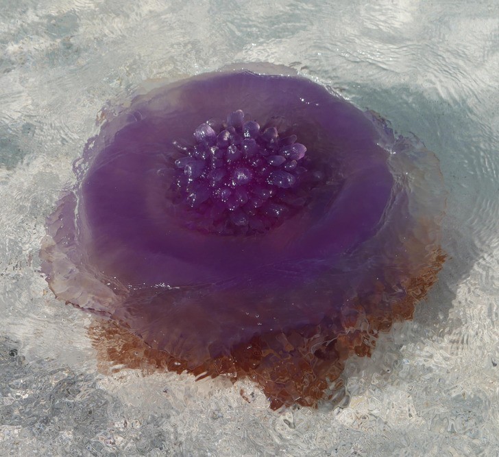 Meduza koronowa składa się w 95% z wody.