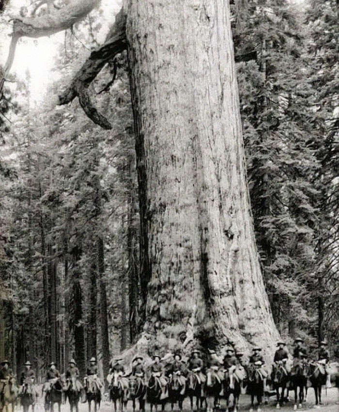Amerykańscy żołnierze pozujący przed drzewem znanym jako Grizzly Giant w roku 1900. Drzewo istnieje do dziś.