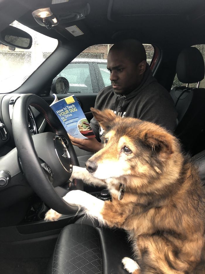 3. „Mój pies ma 16 lat, więc uznałem, że czas nauczyć go prowadzić samochód.”