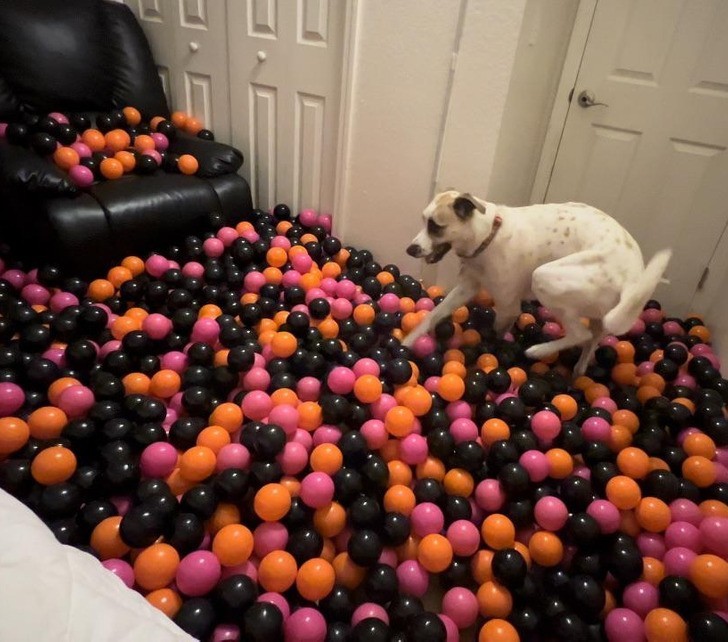 "Wypełniłem moją sypialnię gościnną piłkami ku uciesze mojego psa."