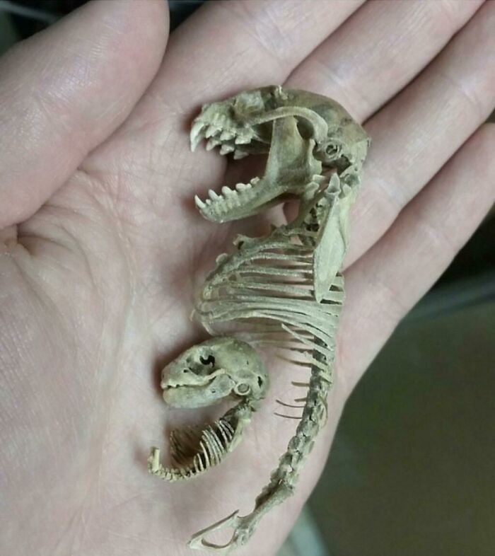 Szkielet ciężarnej samicy nietoperza