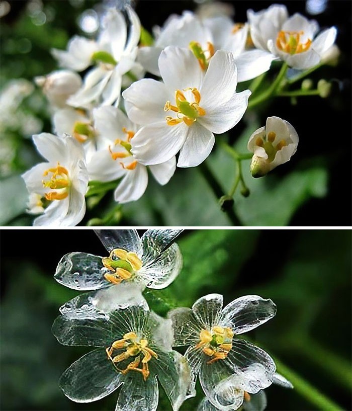 Diphylleia grayi - kwiat, którego płatki robią się przezroczyste podczas deszczu