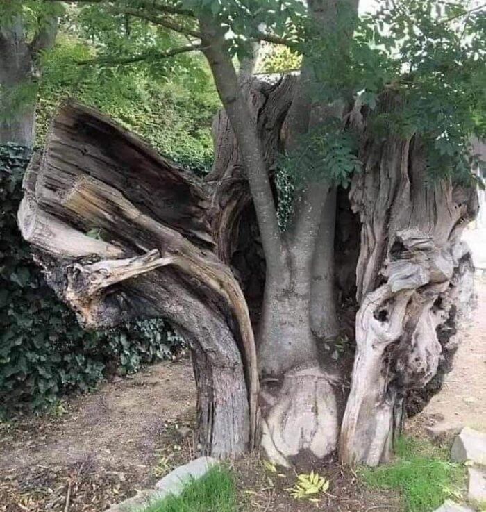 Odrodzenie drzewa