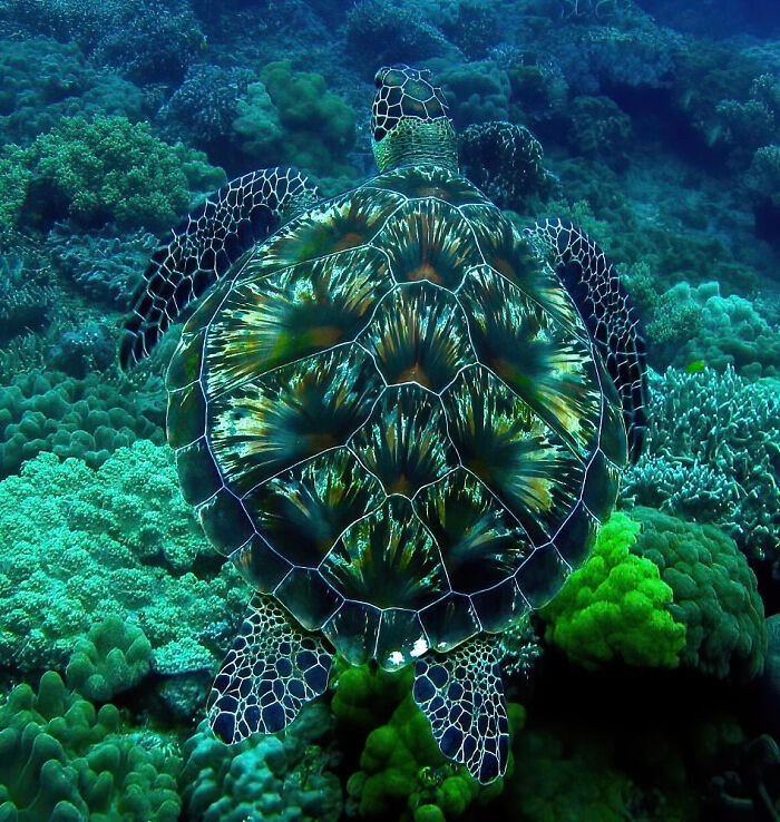 Skorupa żółwia wyglądająca jak pokaz fajerwerków