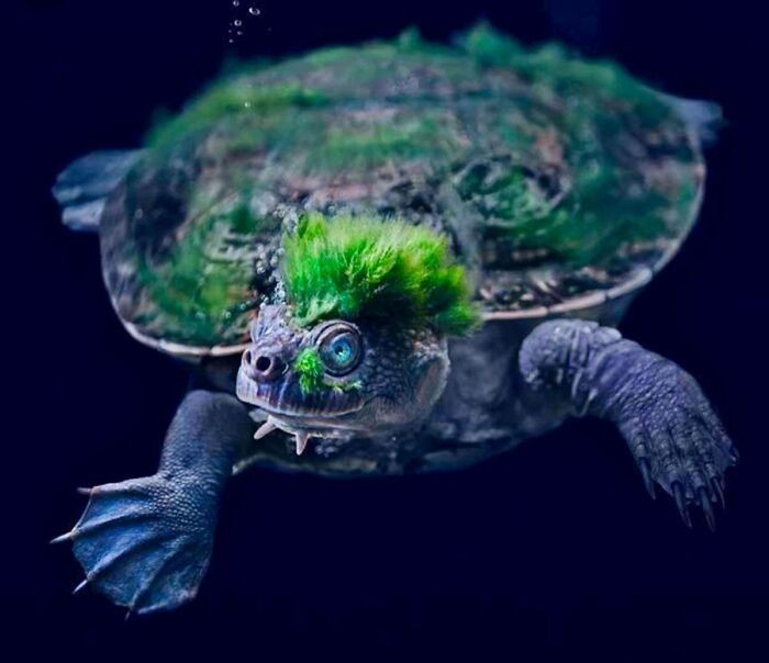 Algi formujące się na głowie wielu żółwi rzecznych przypominają irokezy.