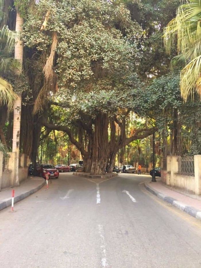 11. To olbrzymie drzewo w Kairze