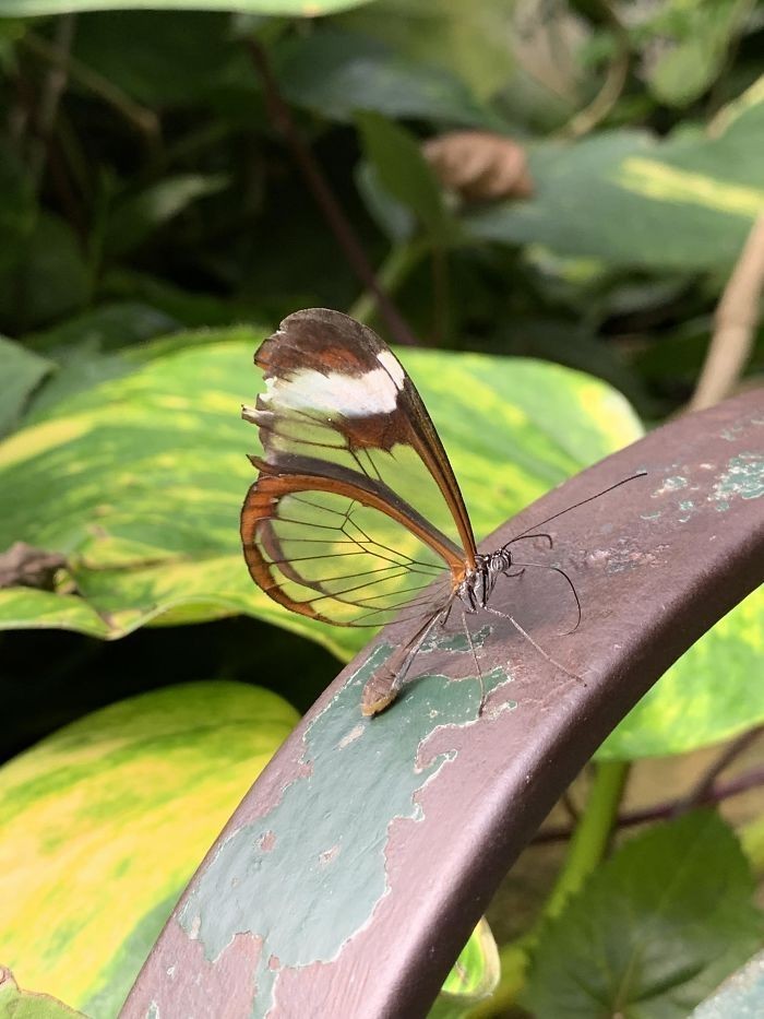 14. Motyl z przezroczystymi skrzydłami