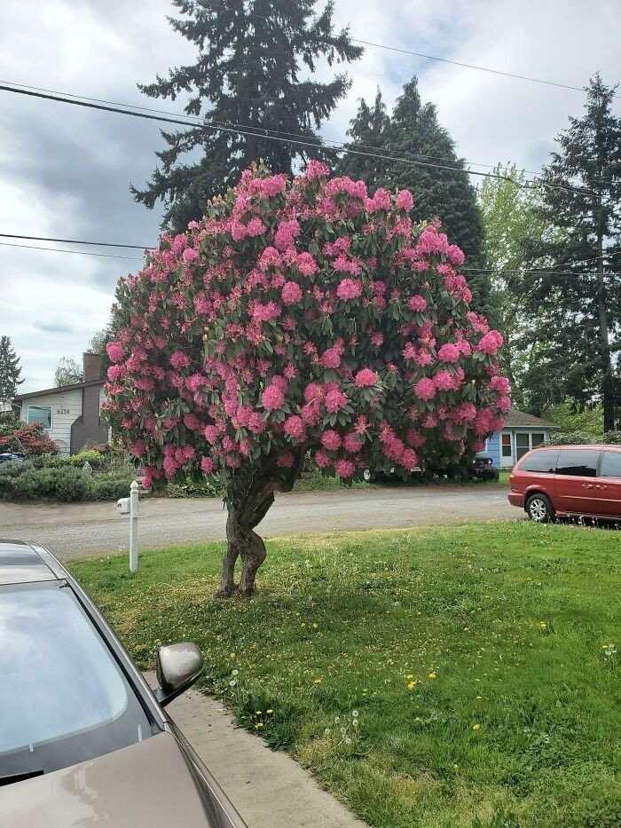 4. "Mój rododendron wygląda jakby chciał uciec."