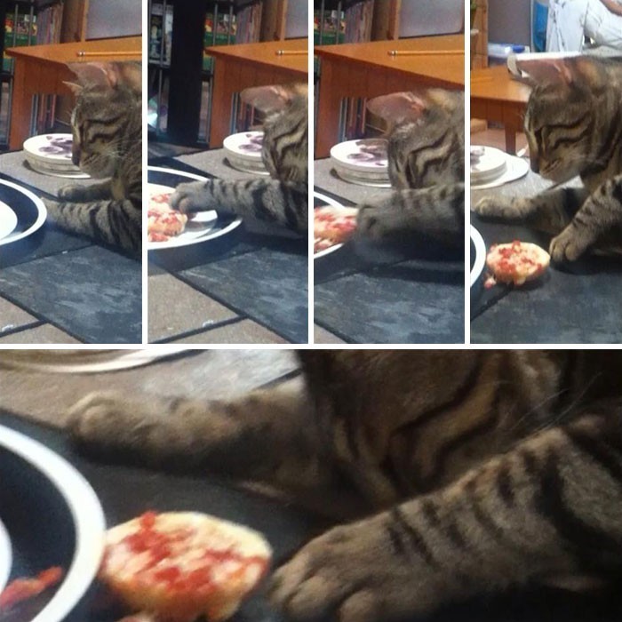7. "Kot mojej dziewczyny kradnie jej jedzenie z talerza, a gdy zorientuje się, że został nakryty, udaje, że śpi."