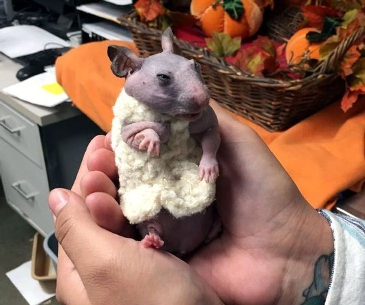 1. Ten chomik urodził się bez sierści, więc jego właściciele zrobili dla niego sweterek.