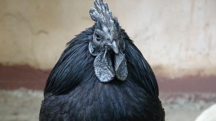 7. Indonezyjski gatunek kurczaka z dominującym genem prowadzącym do hiperpigmentacji. Nawet jego organy wewnętrzne są czarne.