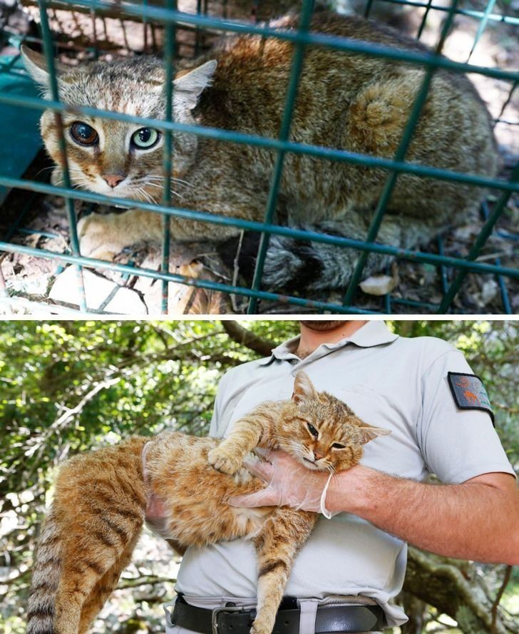 9. Tajemniczy gatunek kota odkryty na Korsyce w 2019 roku. Wygląda niczym krzyżówka kota z lisem.