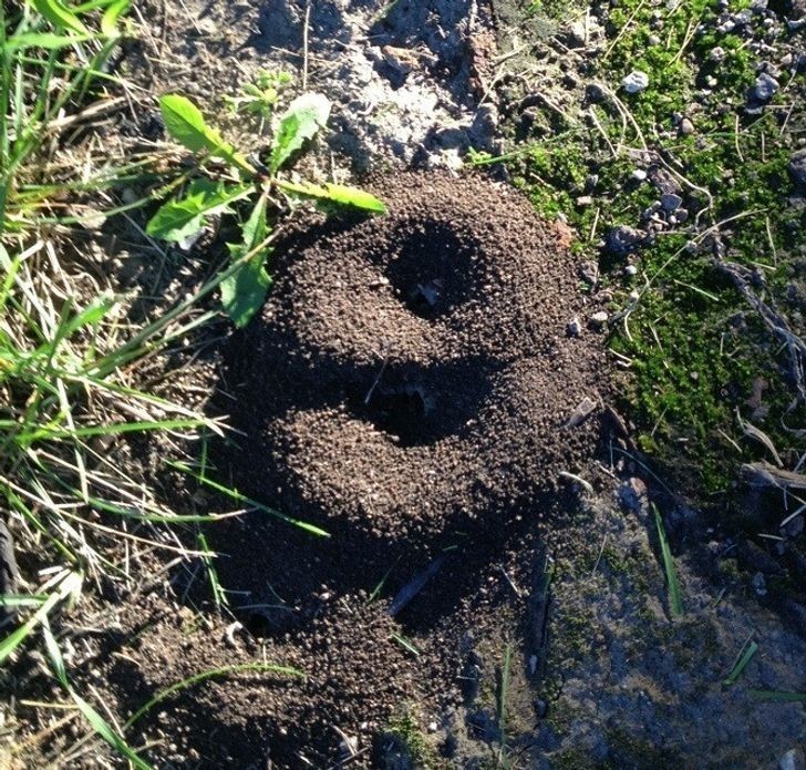 15. „Znaleźliśmy mrowisko w kształcie idealnej dziewiątki.”