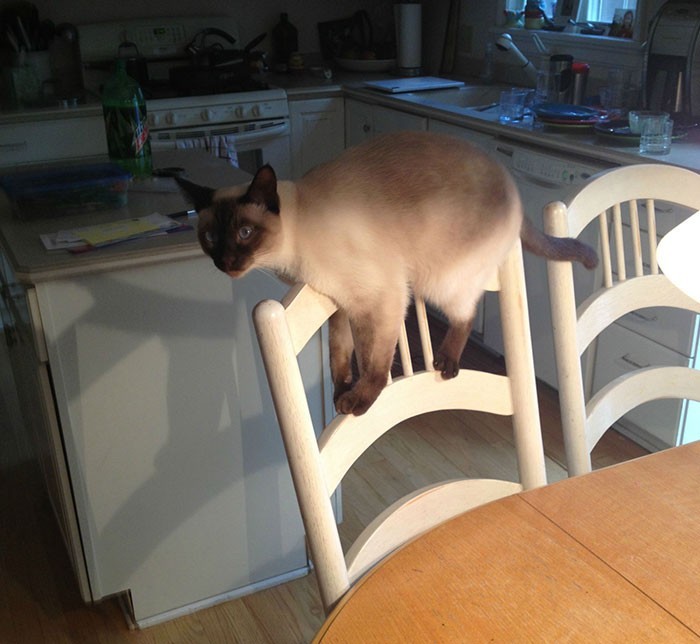 "Kotu nie wolno wchodzić na stół, ale nie przeszkadza mu to w zwracaniu na siebie uwagi."