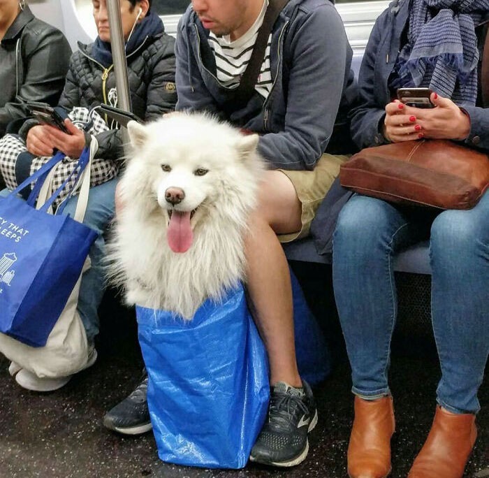 "Nowojorskie metro wprowadziło zakaz przewozu psów, które 'nie mieszczą się do torebki.' Nowojorczycy wykazali się kreatywnością."