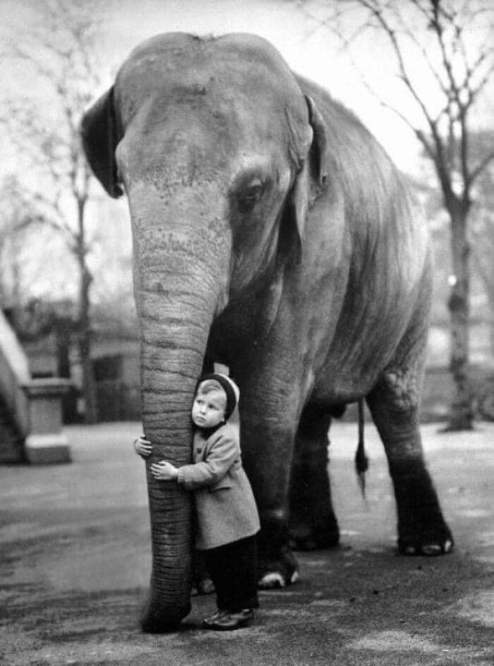 Chłopiec i jego przyjaciel w londyńskim zoo, 1958