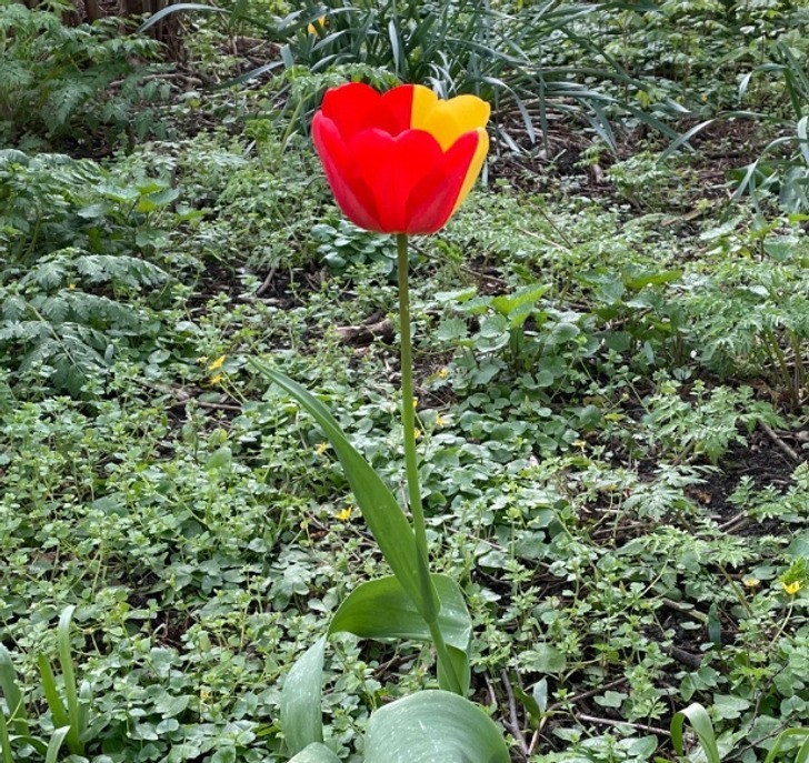 "Natknęłam się dziś na dwukolorowego tulipana."