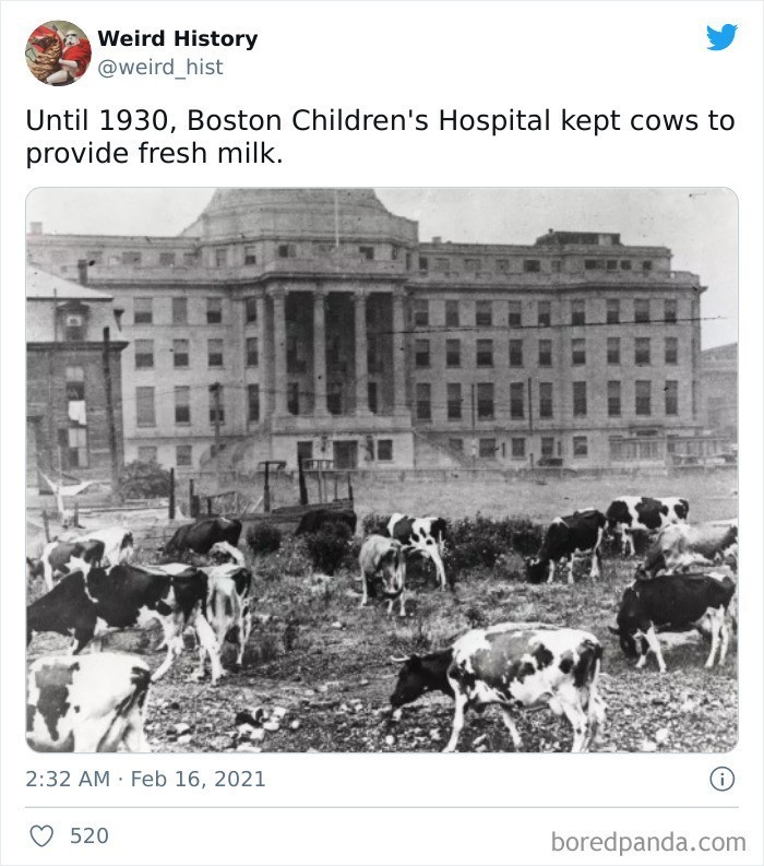 7. Do 1930 roku, szpital dziecięcy w Bostonie hodował krowy w celu zapewnienia pacjentom świeżego mleka.