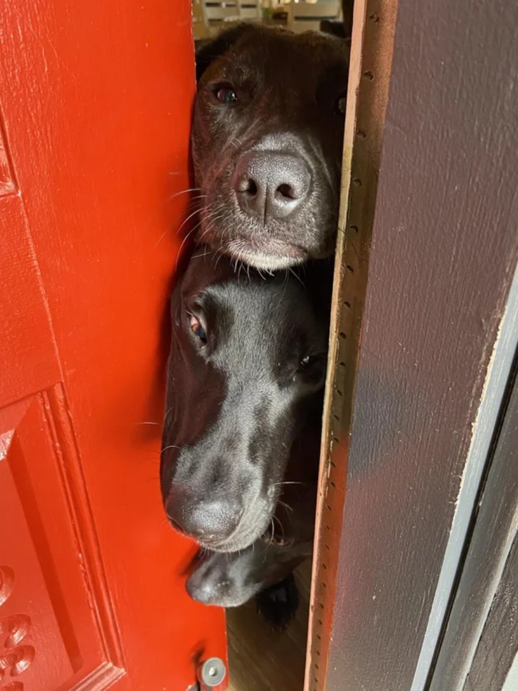 "Ile psów potrzeba do otworzenia drzwi?"
