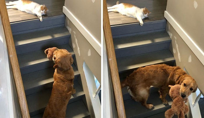 9. Gdy zostajesz uwięziony na parterze, bo kot odmawia ci wstępu na piętro: