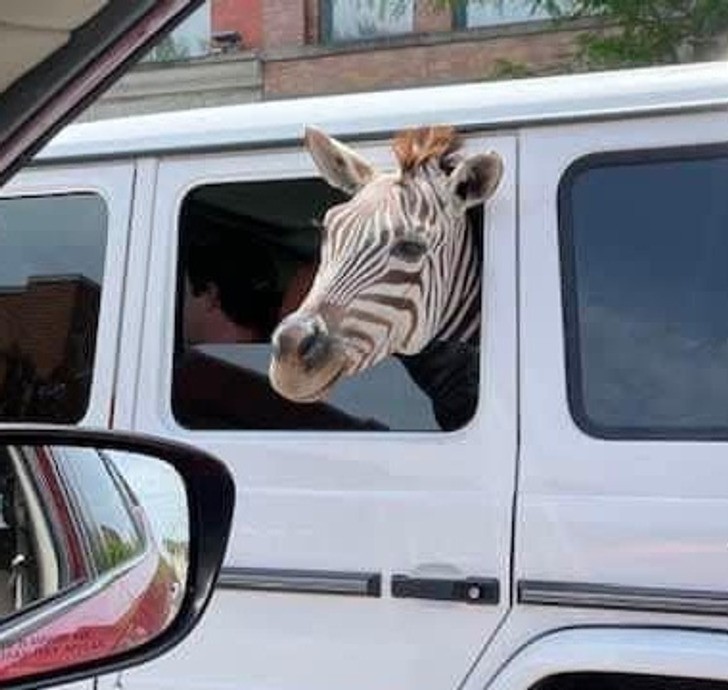 "Zebra jeżdżąca sobie po mieście"