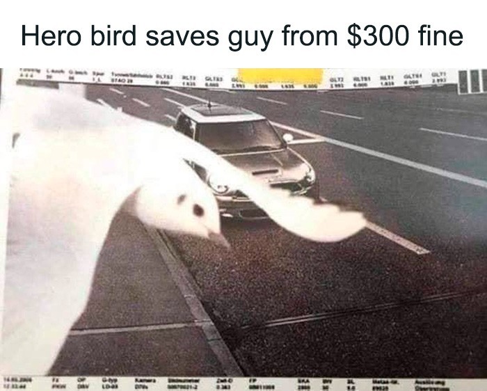 Heroiczny ptak ocalił gościa przed mandatem w wysokości $300.
