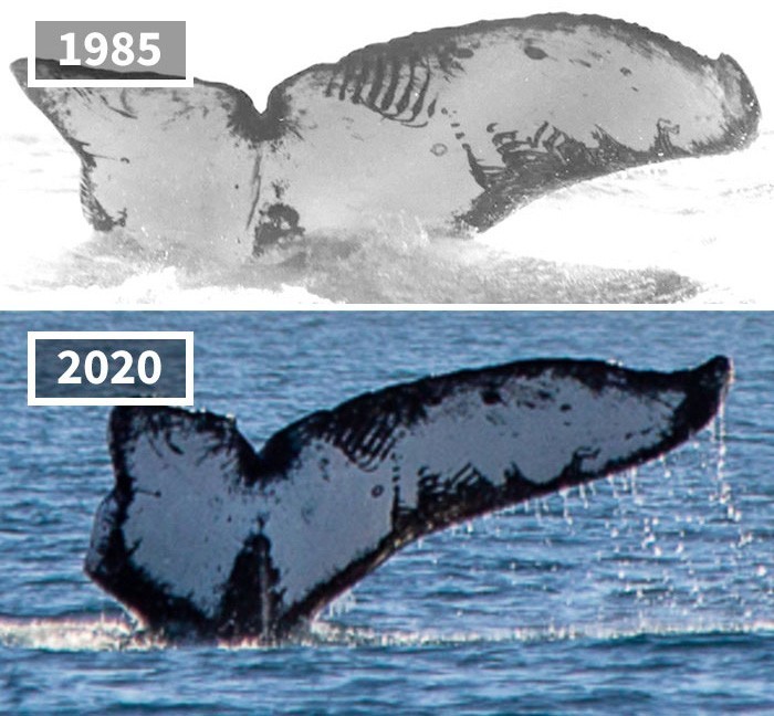 Ten sam wieloryb sfotografowany w odstępie 35 lat przy wybrzeżu Meksyku