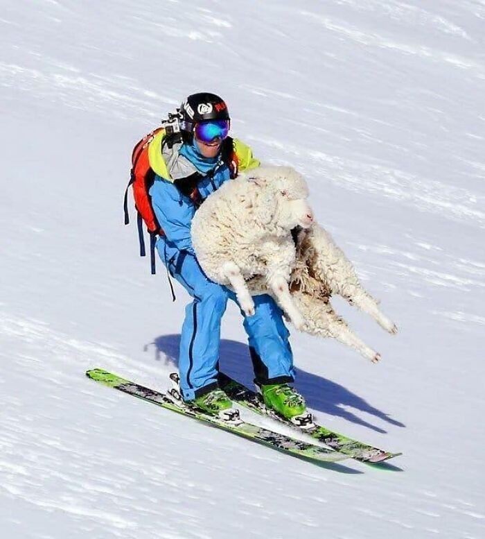 "Narciarz ratujący owcę"