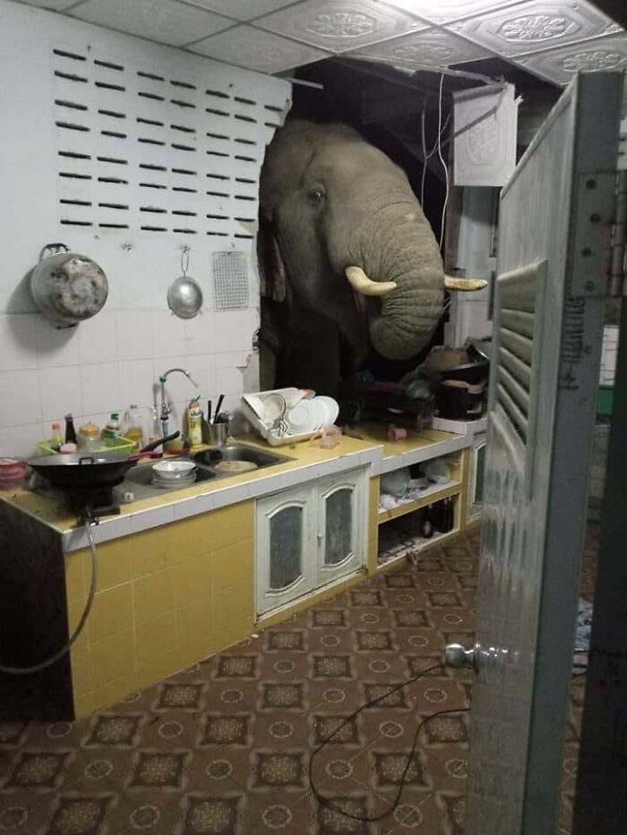 Kto trzyma słonia w kuchni 