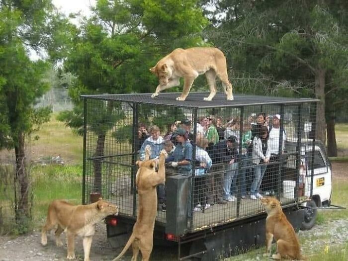 Lwy oglądające ludzi w klatce 