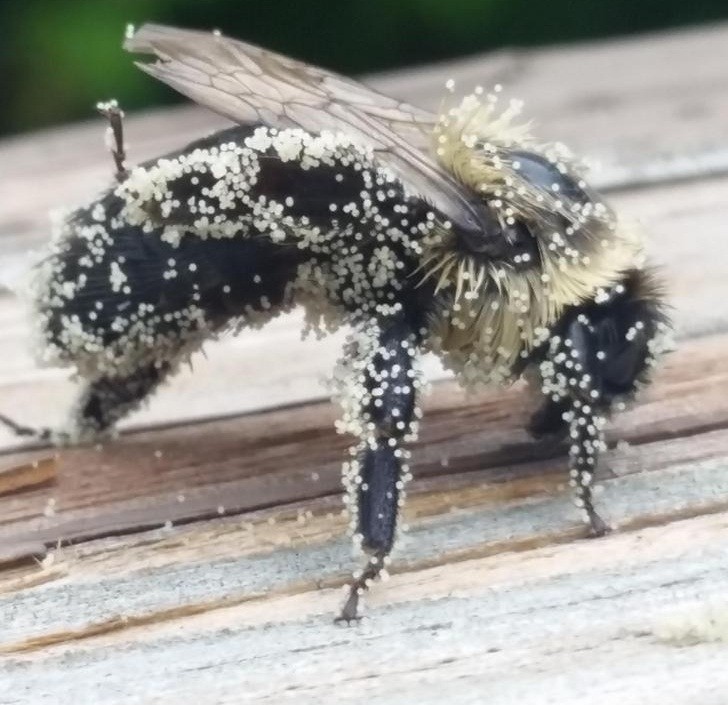 "Znalazłem pszczołę pokryta pyłkiem, która zapozowała dla mnie do zdjęcia."