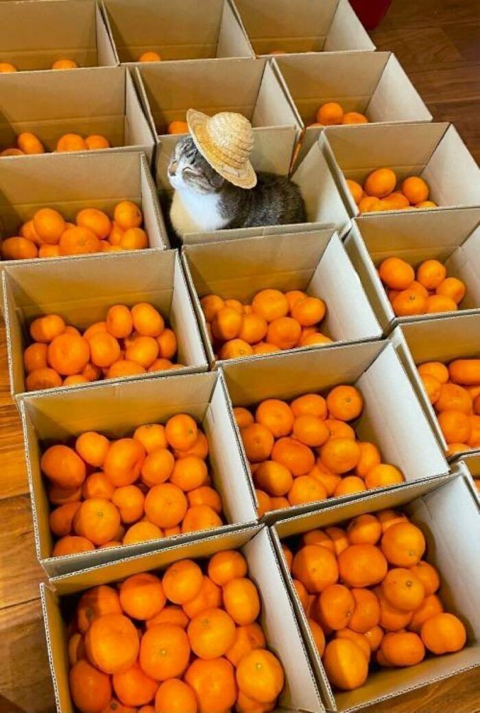  Pyszne pomarańcze dojechały 