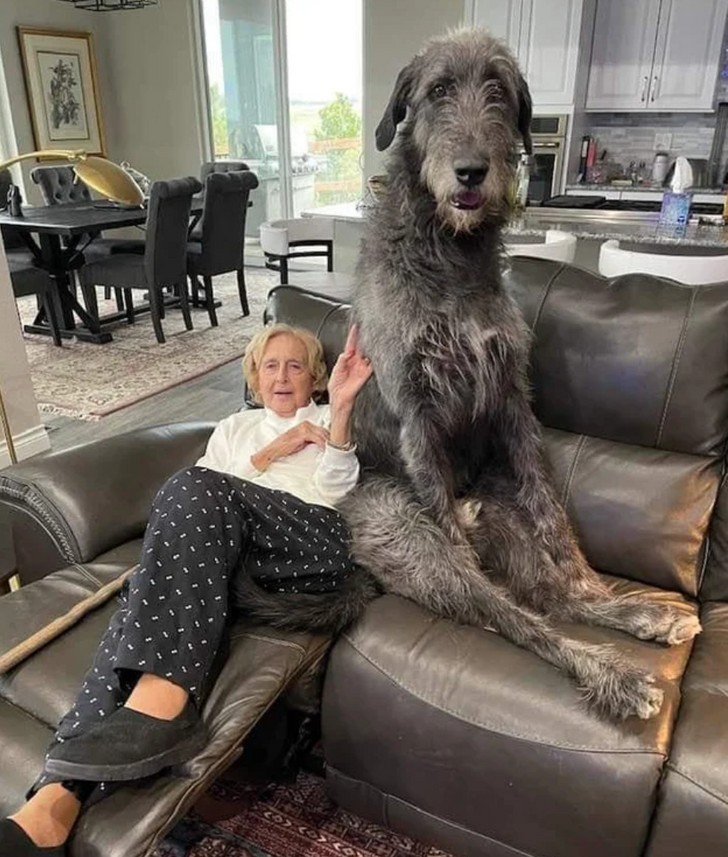 "Mała kobieta obok ogromnego psa"