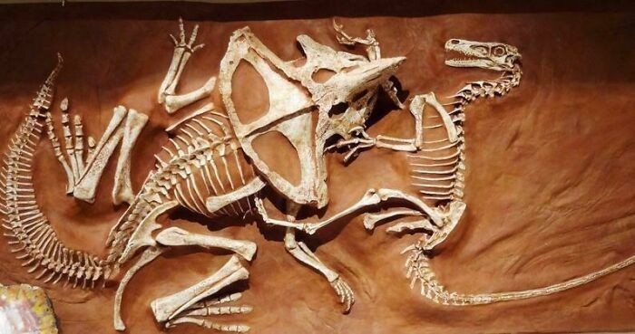 "Walka welociraptora i protoceratopsa zachowana w piasku"