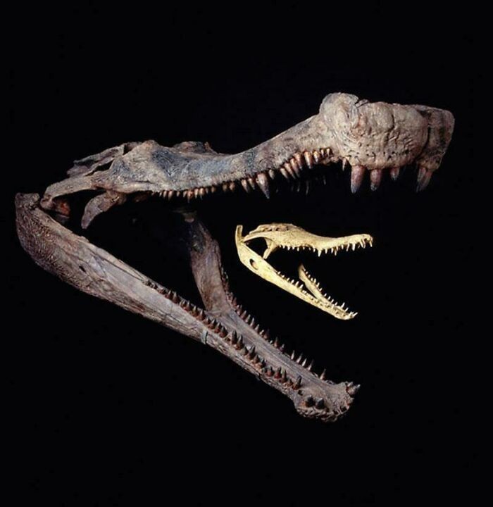 Porównanie czaszki sarkozucha i krokodyla nilowego