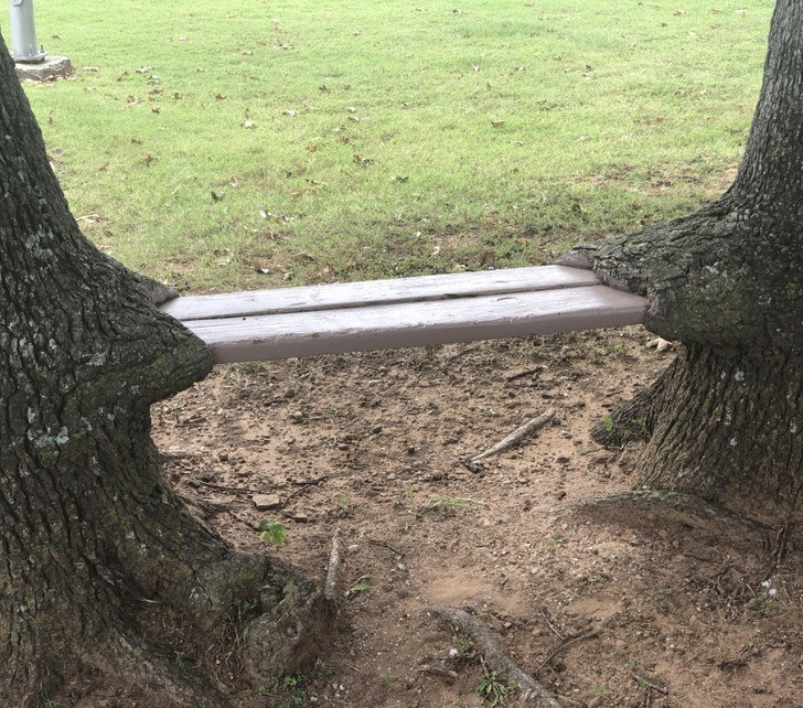 "Odkryłam te drzewa podtrzymujące ławkę."