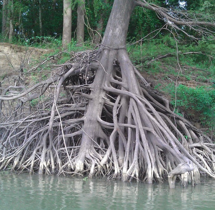 "Korzenie drzewa odsłonięte przez nurt rzeki"