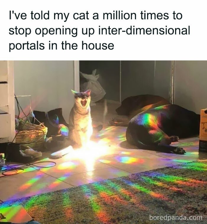  "Mówiłem mojemu kotu milion razy, by przestał otwierać międzywymiarowe portale w domu.".