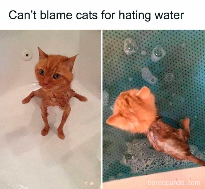 "Nie winię kotów za to, że nie znoszą wody."
