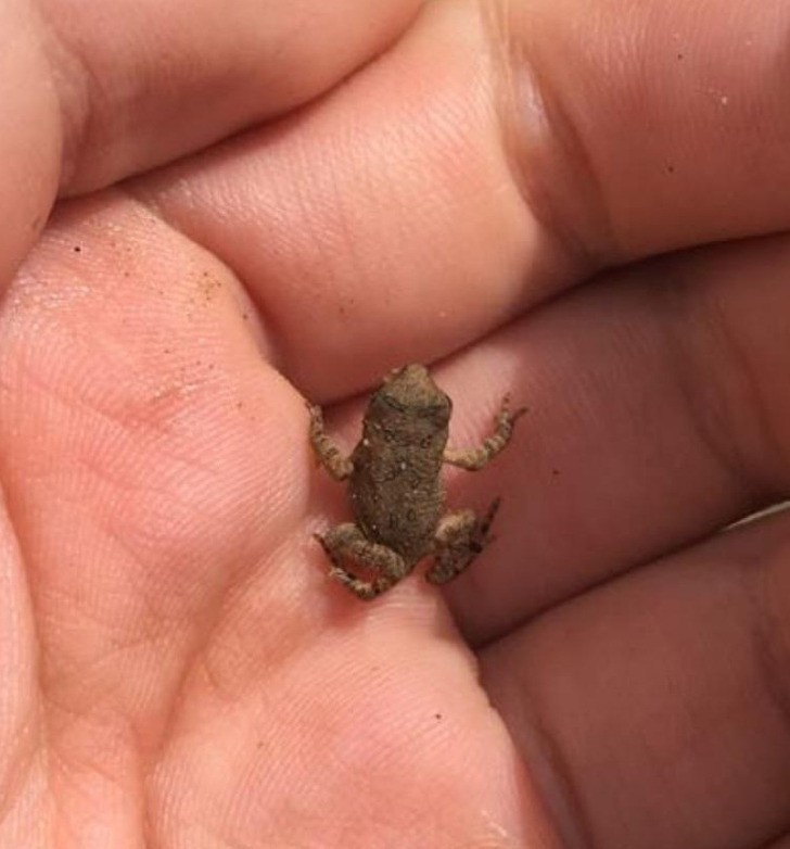 "Znalazłem tę małą żabkę jakieś 4 lata temu."