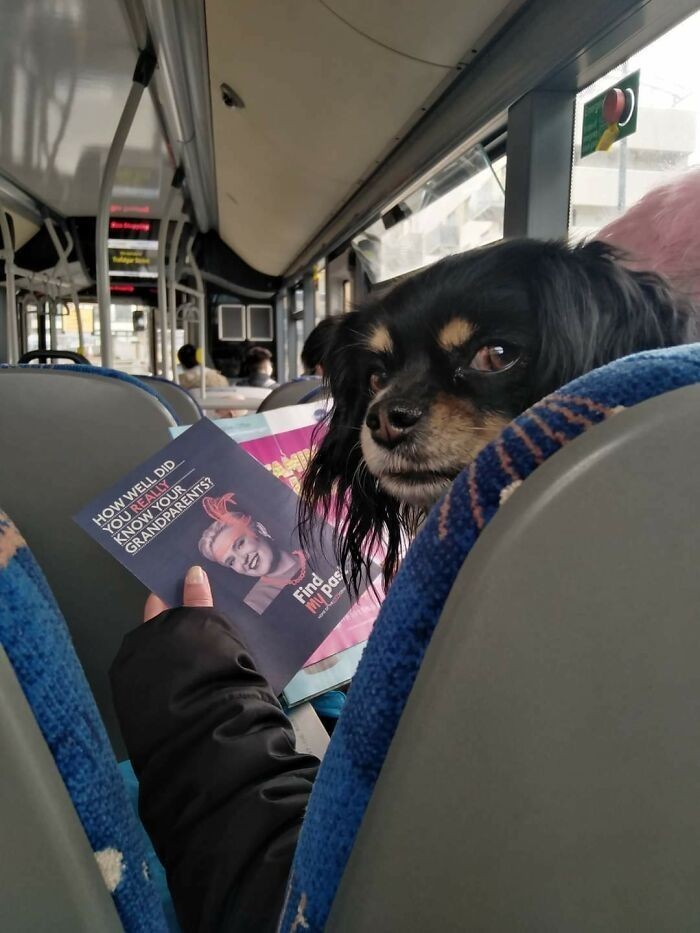 Pies czytający ulotkę w autobusie