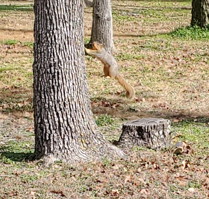 "Zrobiłam zdjęcie wiewiórki w trakcie skoku, ale wygląda tu, jakby podtrzymywała drzewo."